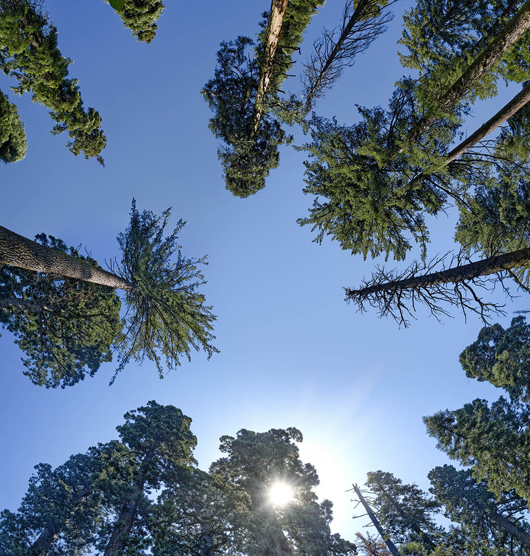 pines 03 _ 8.1k x 8.5k